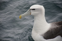 Foveaux Strait Ferry